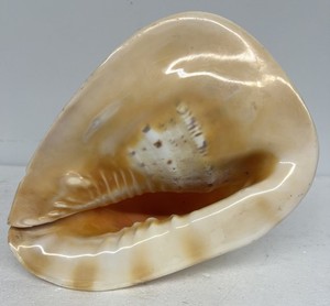 Queen Helmet 9+" Conch Sea Shell Cassis Cornet Large Horn 