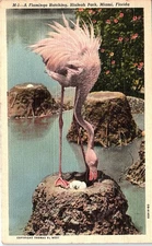 Postcard ANIMAL SCENE Miami Florida FL d/20 AI5871