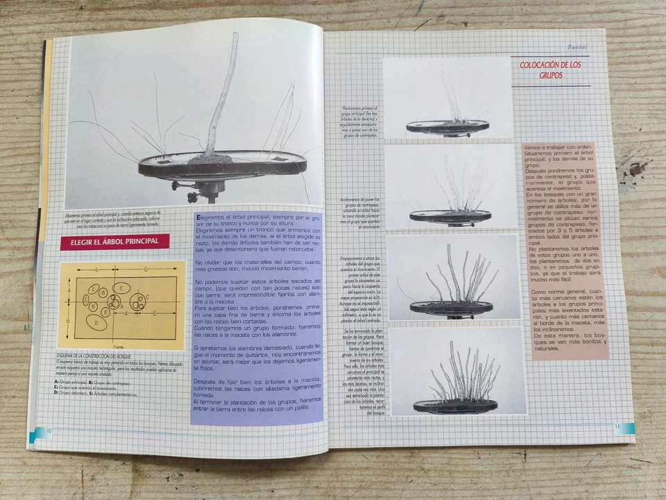 Revista Bonsai Actual - Numero 49 - Imagen 3 de 4
