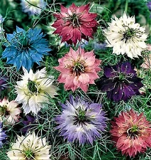 Love in a Mist Nigella Seeds 300+ Seeds NON-GMO BUY 4 GET FREE SHIPPING