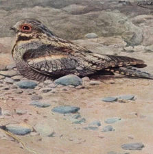 EUROPEAN AFRICAN NIGHTJAR - Bird Antique Print Chromolithograph 1900 w Video