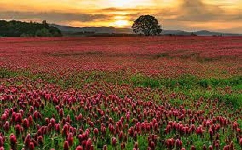 CRIMSON CLOVER SEED For Deer Food Plot Pastures Hay Silage Bees Reseeding Clover - Picture 2 of 4