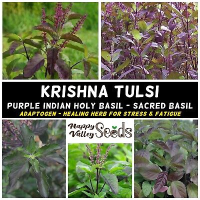 Seeds 5pks HERBAL TEA herb garden HOLY BASIL stress remedy EASY GROW TULSI 170