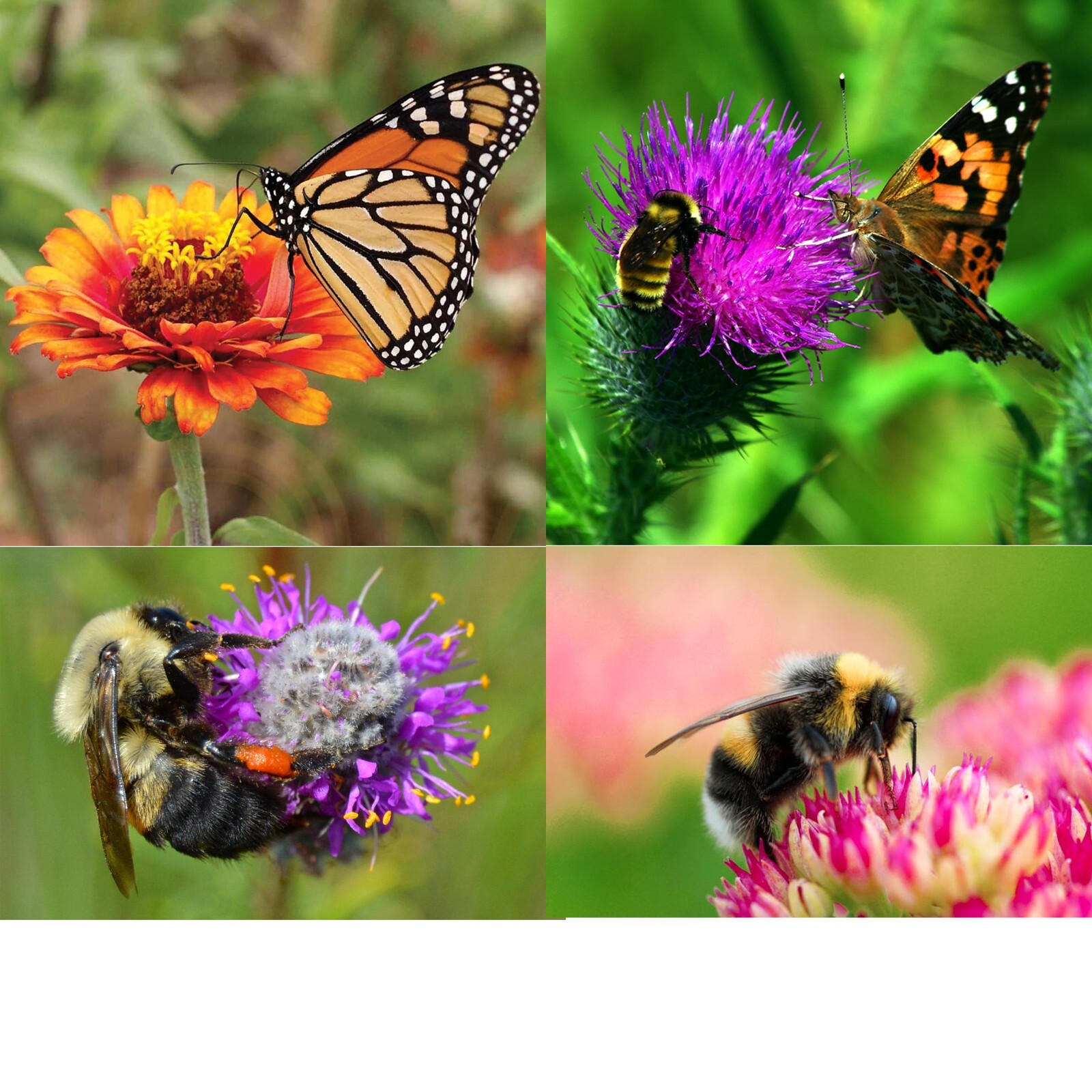 3 X 1KG SIMPLY SCATTER WILD FLOWER SEEDS WILDFLOWER BUTTERFLY BEE