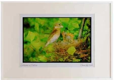 163023 Rose breasted Grosbeak (female) With Young Watercolour Picture Frame Ltd