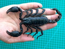 Real Giant Scorpion Taxidermy Specimen Preserved Insect Oddities Decor 1,2,6 PCS