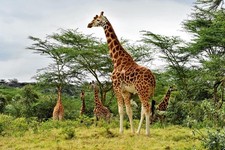 Laminated Tall Giraffe Grazing in the Wild Giraffe Wall Art Giraffe Pictures for