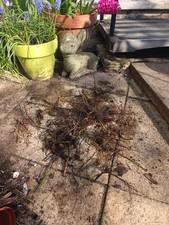 Native English Huge Blackberry Bare Root Plant Small (1yr) Cold hardy Organic