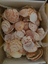 200 PCS Scallop Sea Shells - Crafting, Arts, DIY pretty colors