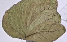 Almond Leaves F Organic  Aquarium High Quality Pure Ceylon Care catappa 10 pcs