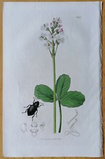 Curtis Stampa originale insetti e piante Elmis an Menyanthes - 1824