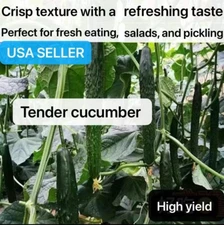20+ F1 TianJin Tender Long Burpless Hybrid Cucumber Seeds Harvested By 2024