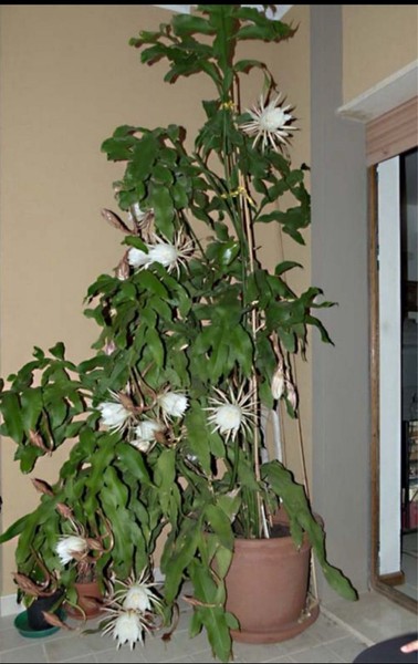 cactus Orquídea (Echinopsis ) Esquejes Sin Raíz