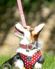 Image of Hugo & Hudson London | Dog Collars, Harnesses & Leads | All Styles & Sizes New