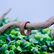 Handmade Olivewood Wood Ring Size 6.5