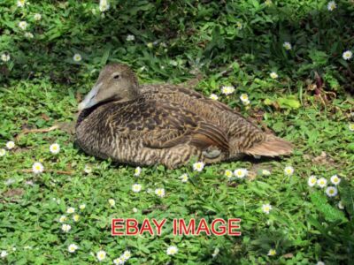 PHOTO  FEMALE EIDER AT THE NATIONAL WETLAND CENTRE IN LLANELLI