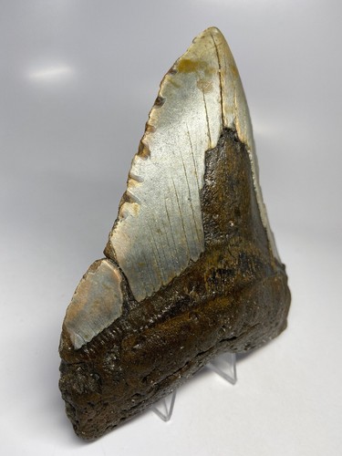 Megalodon Shark Tooth 6.00 inch - Monster - Real Fossil - Natural - Rare 5129 - Picture 2 of 8