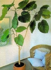 Ficus Auriculata Pflanze für die Wohnung drinnen Zimmerpflanze groß pflegeleicht
