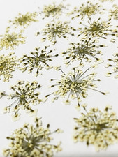 36 pcs Queen Anne's Lace Real Natural Dried Pressed Flowers for Resin Art Craft