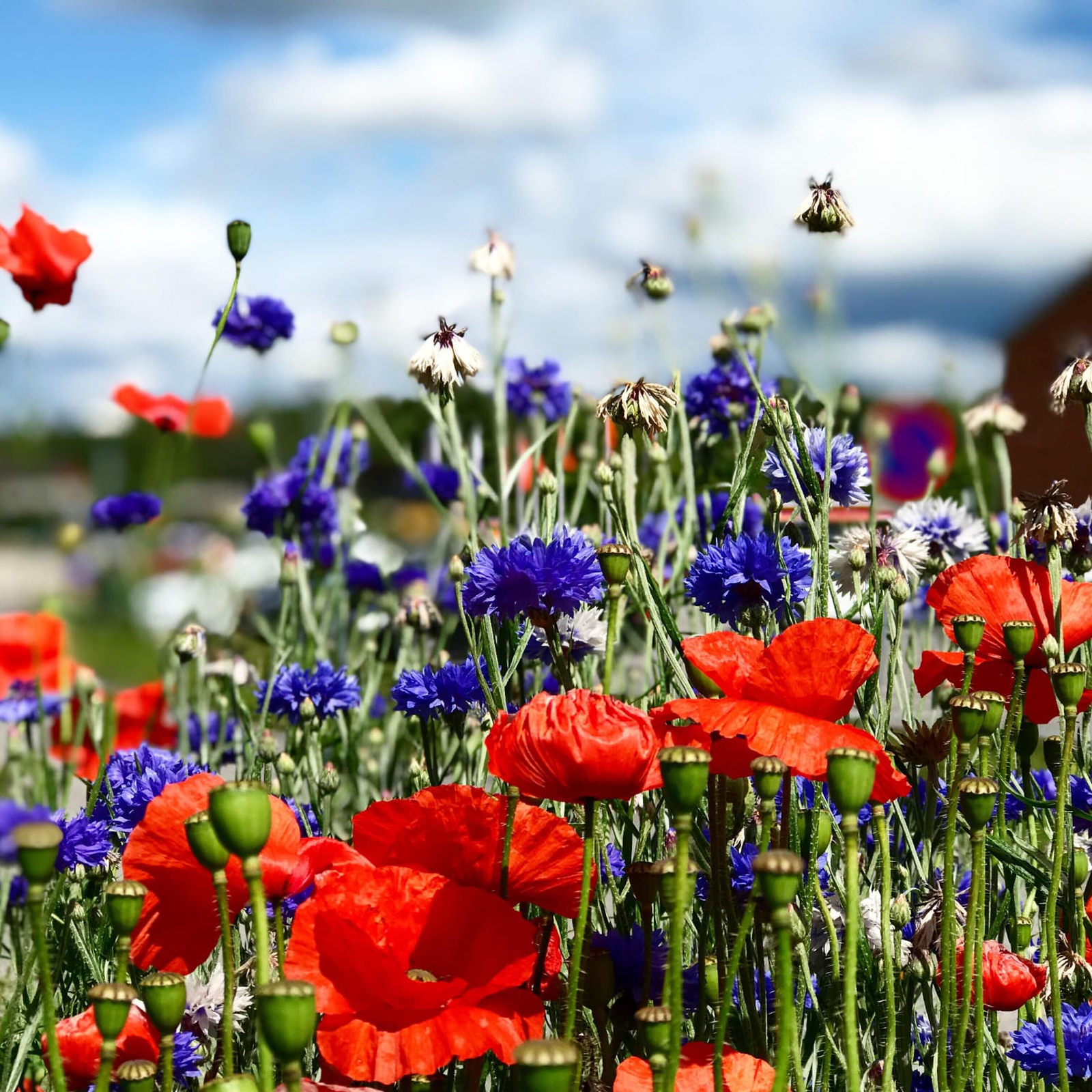 Wildblumen Wiese Mischung Wildblumensamen einjährig und mehrjährig