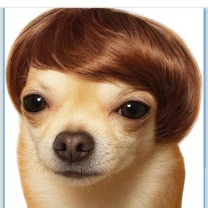 Wig for Dog Pets Brown Halloween Party Funny Dog Costume
