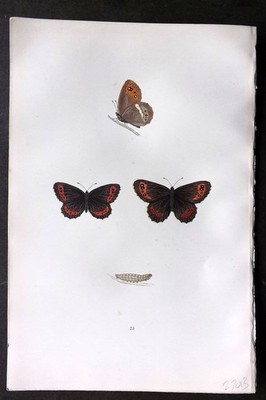Morris 1893 Hand Col Butterfly Print. Arran Argus 23