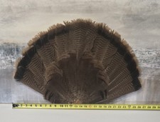 Turkey Tail Feather Fan for Display/Crafts, Brown Black, Approx 27in x 17in