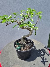 Tiger bark ficus pre bonsai medium 1