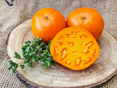 Valencia Fleischtomate 10 Samen alte heirloom Sorte orange super lecker!!!