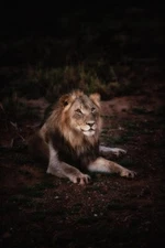 Digital Image Picture Photo Pic Wallpaper Background Lion Laying on ground 9