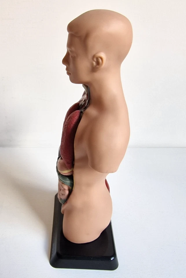 Edu-Toys Anatomisches Menschliches Torso-Körpermodell Anatomie 6 Organe Vintage - Bild 4 von 4