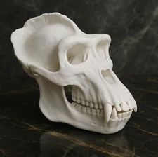 Premium Gorilla Skull Replica - Life Size 1:1 Scale Anatomically Accurate Model