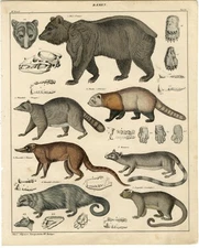 Antique Print-BROWN BEAR-RACCOON-PANDA-COATI-KINKAJOU-Oken-1833