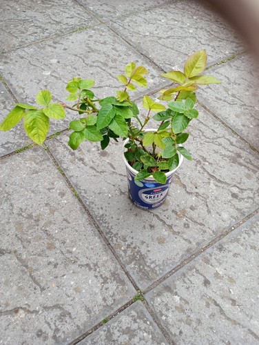 Rose plants in a 1 kg pot hardy rose plant