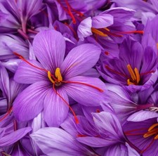 Crocus Plant Saffron Sativus Garden Plant Hardy Flowering Garden Easy