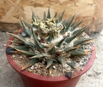 Ariocarpus trigonus v. minor own roots   13 cm