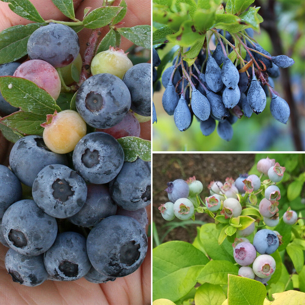 You Garden Ericaceous Compost 60L Bag for Acid Loving Plants, Premium