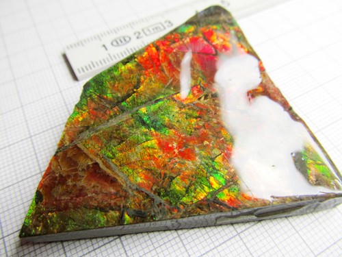Ammolite/ Ammolith Sammlerstück, Alberta/ Kanada, 52,9 Gramm, Maße 61x57x9,5 mm Ammolite/ Ammolith Sammlerstück, Alberta/ Kanada, 52,9 Gramm, Maße 61x57x9,5 mm
