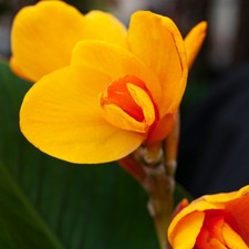 Canna Rhizom Sommerblume Garten Zierpflanze Blumenrohr Chocolate Sunrise 1 St.
