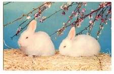 All Pink and Soft Bunnies Postcard