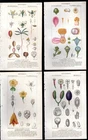 4 Turpin 1816 Antique hand-colored botanical prints: Plant & flower anatomy