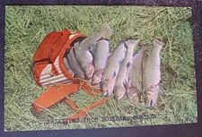 vtg postcard Greetings from Bozeman MT Montana fish trout Nixon unposted