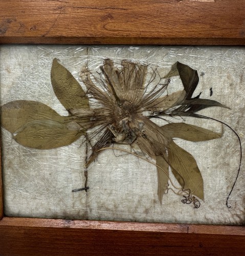 Vintage Wooden Negative Photograph Glass Plate Film Holder W Pressed Plantain - Picture 2 of 11