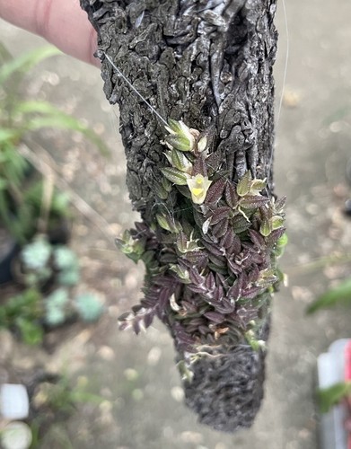 Dendrobium Toressae in Bloom!