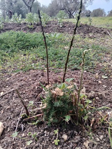 2000 Semi Asparagi Selvatici Varietà Sarda (Rara) Asparagus Albus - Foto 6 di 9