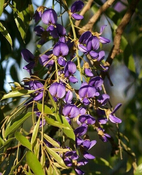 Bolusanthus speciosus, Tree African Wisteria, Elephantwood, Bonsai - 40 Se  eds | eBay