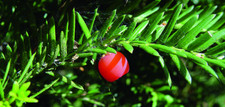 Taxus x media 'Hicksii' - Hicks Yew *Live Plant