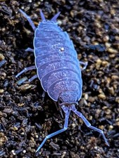  25ct Powder Blue Isopods "Porcellionides pruinosus"  BioActive CleanUp Crew