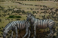CIXMODELS CixM54013 AFRICAN ZEBRA ZEBRA 54mm 1:35 ANIMAL SET NO MANTIS