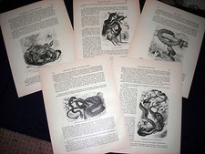 Snakes - Carpet, Boa, Madagascar  - 1898 Prang Wood Engraved Print